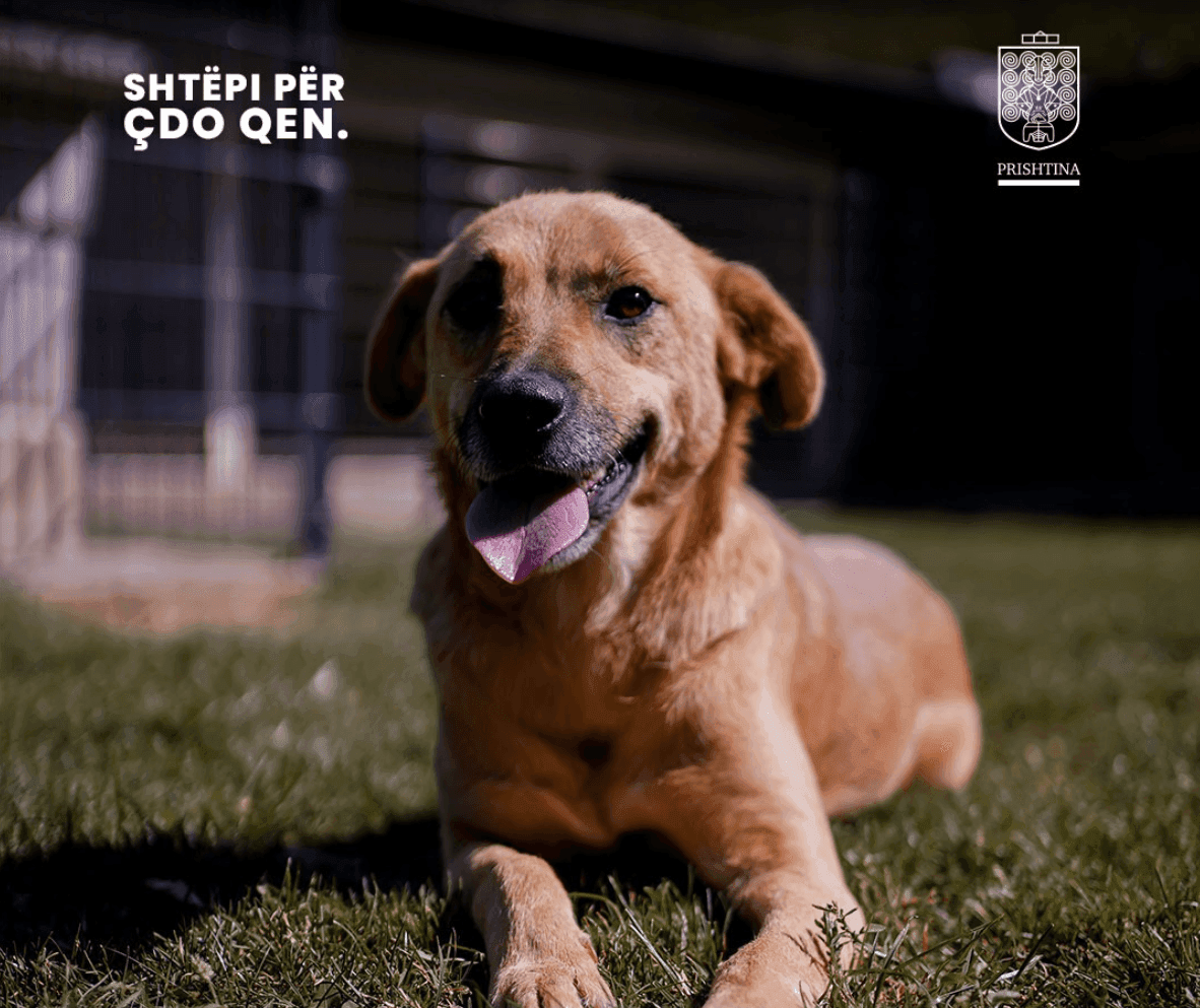 Shtëpi per çdo qen - Municipality of Prishtina